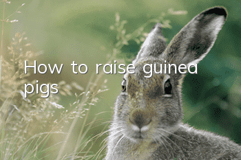 How to raise guinea pigs