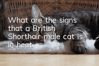 What are the signs that a British Shorthair male cat is in heat?