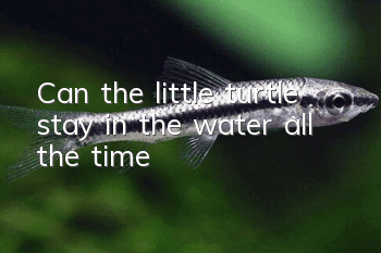 Can the little turtle stay in the water all the time?