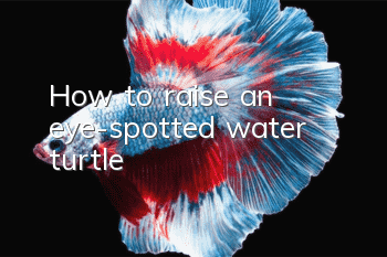 How to raise an eye-spotted water turtle