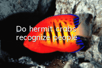 Do hermit crabs recognize people?