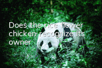 Does the rice flower chicken recognize its owner?