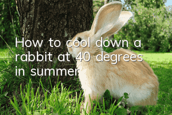 How to cool down a rabbit at 40 degrees in summer