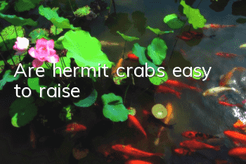 Are hermit crabs easy to raise?