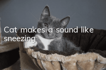 Cat makes a sound like sneezing