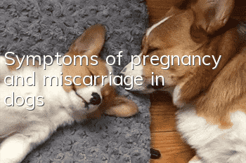 Symptoms of pregnancy and miscarriage in dogs