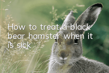 How to treat a black bear hamster when it is sick