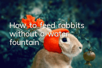 How to feed rabbits without a water fountain