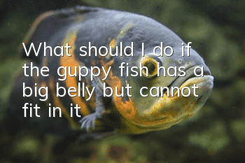 What should I do if the guppy fish has a big belly but cannot fit in it?