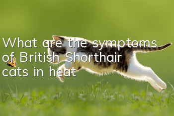 What are the symptoms of British Shorthair cats in heat?