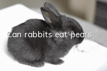 Can rabbits eat pears?