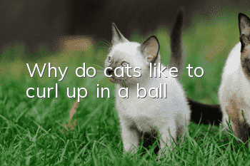 Why do cats like to curl up in a ball?