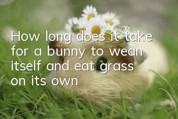 How long does it take for a bunny to wean itself and eat grass on its own?