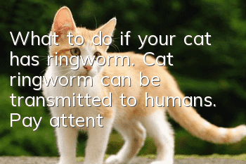 What to do if your cat has ringworm. Cat ringworm can be transmitted to humans. Pay attention to disinfection.