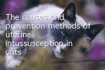 The causes and prevention methods of uterine intussusception in cats!