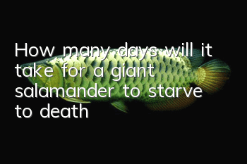 How many days will it take for a giant salamander to starve to death?