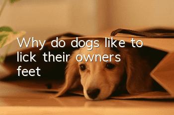 Why do dogs like to lick their owners’ feet?