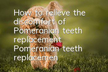 How to relieve the discomfort of Pomeranian teeth replacement? Pomeranian teeth replacement care!