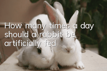 How many times a day should a rabbit be artificially fed?