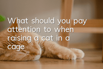 What should you pay attention to when raising a cat in a cage?