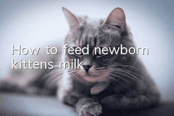 How to feed newborn kittens milk