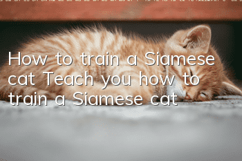 How to train a Siamese cat? Teach you how to train a Siamese cat!