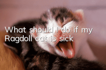 What should I do if my Ragdoll cat is sick?