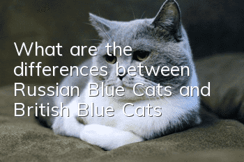 What are the differences between Russian Blue Cats and British Blue Cats?