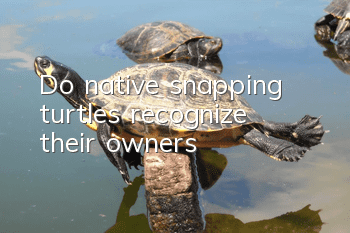 Do native snapping turtles recognize their owners?