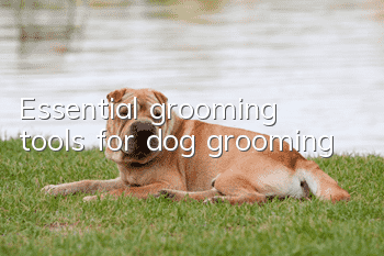 Essential grooming tools for dog grooming