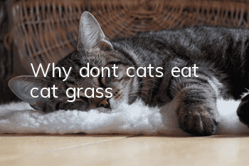 Why don’t cats eat cat grass?