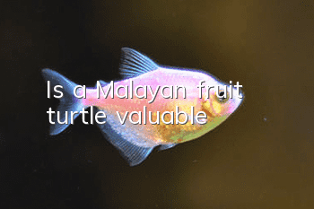 Is a Malayan fruit turtle valuable?