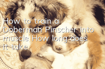 How to train a Doberman Pinscher into muscle? How long does it take?