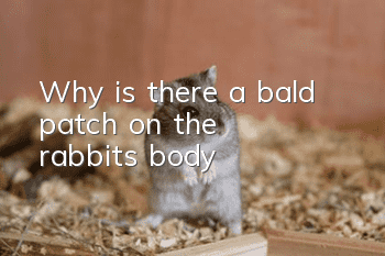 Why is there a bald patch on the rabbit's body?