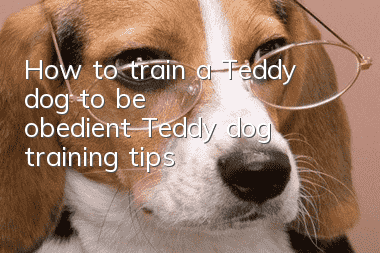 How to train a Teddy dog ​​to be obedient? Teddy dog ​​training tips!