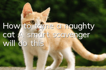 How to tame a naughty cat? A smart scavenger will do this!