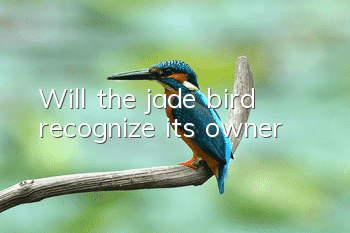 Will the jade bird recognize its owner?