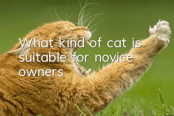 What kind of cat is suitable for novice owners?