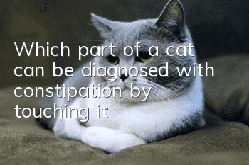 Which part of a cat can be diagnosed with constipation by touching it?