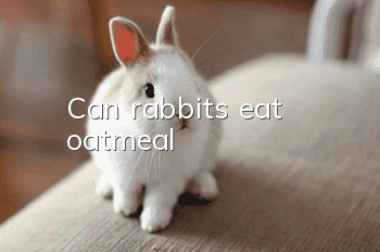 Can rabbits eat oatmeal?