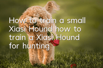 How to train a small Xiasi Hound, how to train a Xiasi Hound for hunting!