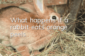 What happens if a rabbit eats orange peels?