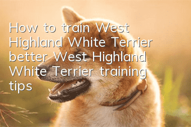 How to train West Highland White Terrier better? West Highland White Terrier training tips!