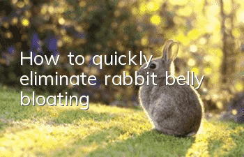 How to quickly eliminate rabbit belly bloating