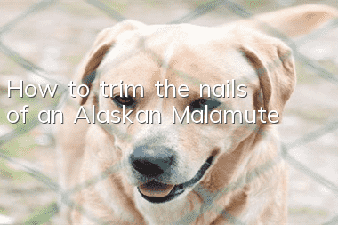 How to trim the nails of an Alaskan Malamute