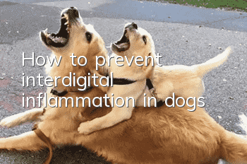 How to prevent interdigital inflammation in dogs