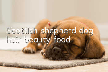 Scottish shepherd dog hair beauty food