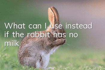 What can I use instead if the rabbit has no milk?