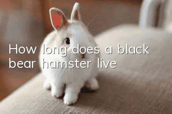 How long does a black bear hamster live?