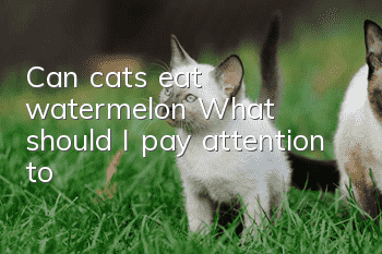 Can cats eat watermelon? What should I pay attention to?